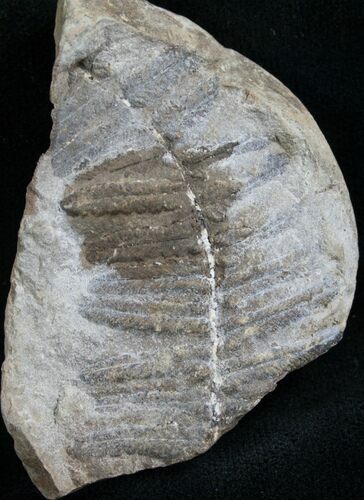 Million Year Old Fern Fossil #7851